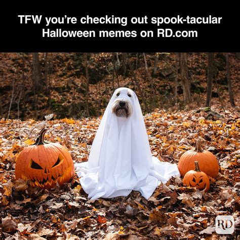 hilarious funny halloween memes